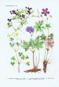 Фотография 0248.jpg