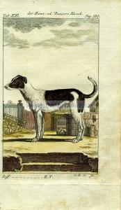 8 Домашняя собака.jpg