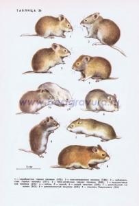 Фотография 0236.jpg