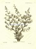 40 Вьюнок кустарниковый (Convolvulus Fruticosus).