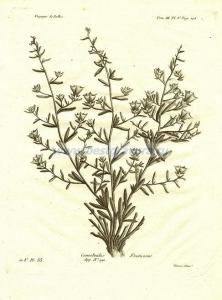 40 Вьюнок кустарниковый (Convolvulus Fruticosus).