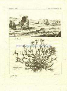 48 Граминис (Graminis Singularis Species).jpg