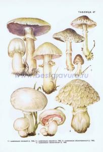 Фотография 0247.jpg