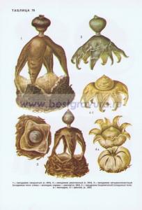 Фотография 0276.jpg