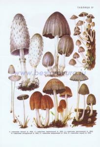 Фотография 0251.jpg