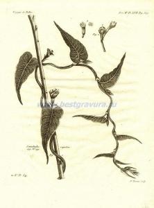 39 Вьюнок скальный (Convolvulus rupestris).jpg