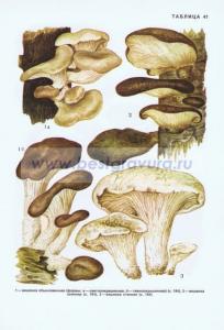 Фотография 0241.jpg