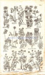 Обыкновенный прострел (Пульсатилла), малый прострел, белая лесная ветреница (анемона).jpg