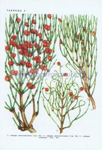 Фотография 0203.jpg