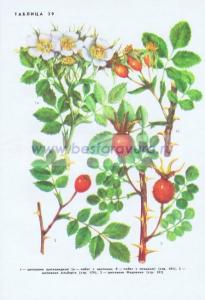 Фотография 0239.jpg