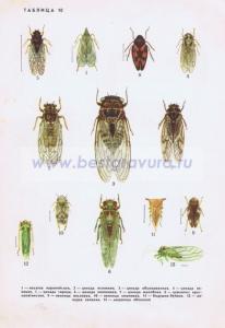 Фотография 0010.jpg