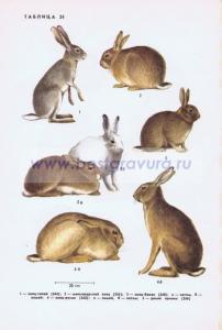 Фотография 0224.jpg