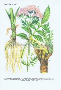 Фотография 0273.jpg