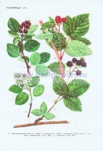 Фотография 0241.jpg