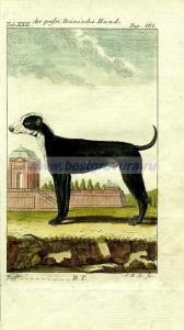 9 Большой датский дог.jpg