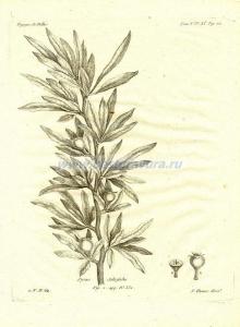 45 Груша иволистная (Pyrus Salicifolia).jpg