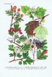 Фотография 0237.jpg