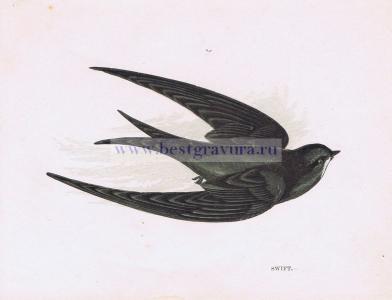 Лист 5. Стриж.