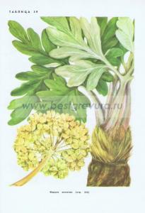 Фотография 0259.jpg