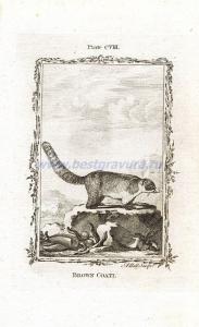 17 Коричневая носуха (коати).jpg