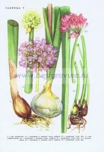 Фотография 0209.jpg