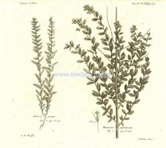 76 Полынь гребенчатая и секуринега.jpg