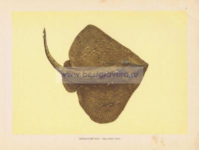 Фотография 0007.jpg