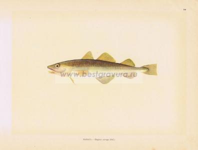 Фотография 0160.jpg