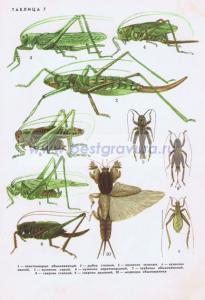 Фотография 0007.jpg