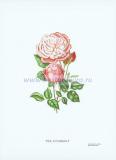 23 Чайная роза Кобальт (Tea rose Coubault).jpg