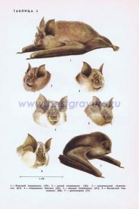 Фотография 0204.jpg