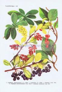 Фотография 0232.jpg