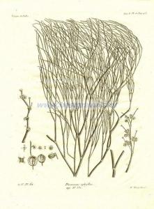 44 Джузгун, или кислец (Pterococcus aphyllus).jpg