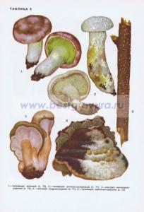 Фотография 0206.jpg