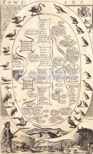 Охота на птиц.