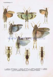 Фотография 0009.jpg