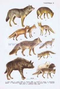 Фотография 0209.jpg