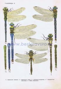 Фотография 0003.jpg