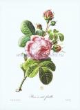 17 Столистная роза (Rosa centifolia).jpg