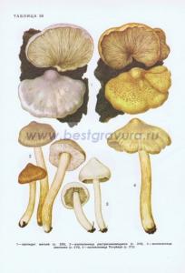 Фотография 0258.jpg