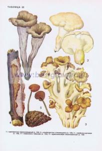 Фотография 0222.jpg