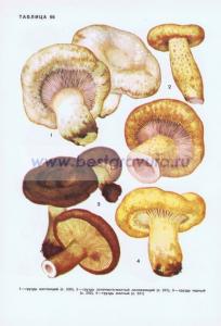 Фотография 0266.jpg