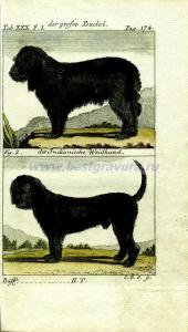 16 Пастушьи собаки.jpg