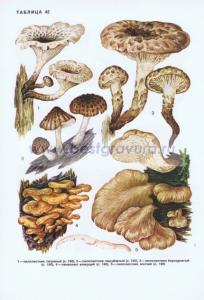 Фотография 0242.jpg