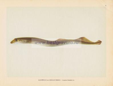 Фотография 0003.jpg