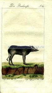 33 Клыкастый кабан, он же бабирусса.jpg