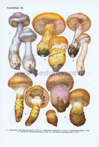 Фотография 0256.jpg