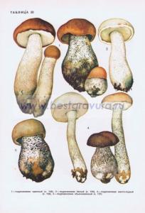 Фотография 0230.jpg