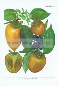 Фотография 0057.jpg