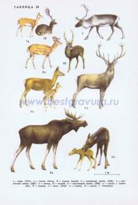 Фотография 0220.jpg